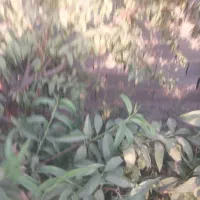 باغ-610متر