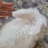 فروش خرگوش لُپ|موش و خرگوش|شوش, |دیوار