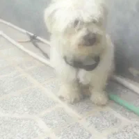 سگ بازیگوش شیتزو