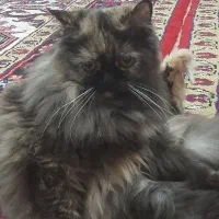 واگذاری بجه گربه ماده پرشین