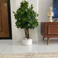 گل درختچه زیبا نو نو گلدان سرامیکی