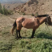 فروش فوری اسب|اسب و تجهیزات اسبسواری|گرگان, |دیوار