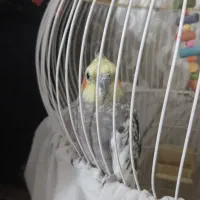 عروس هلندی نر|پرنده|ملایر, |دیوار