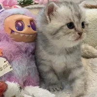 گربه بریتیش