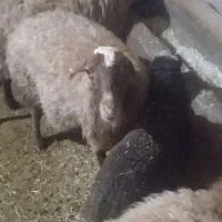 میش و بره|حیوانات مزرعه|دهگلان, |دیوار