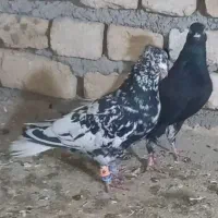 عتیغه کبوتر