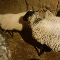 تعدادی رومانوف وبره نر گوشتی  به فروش می‌رسد|حیوانات مزرعه|تبریز, |دیوار