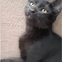 گربه گمشده درمحدوده پیامبراعظم ۱۵