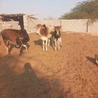 گاو فروشی|حیوانات مزرعه|قلعه قاضی, |دیوار