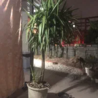 فروش گل یوفا و سیکاس