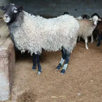 گوسفند رومانوف نر