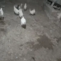 مرع سفید تخم گزار پنج عدد|حیوانات مزرعه|اردبیل, |دیوار