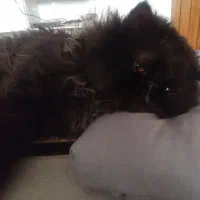 واگذاری گربه بانمک ودوستداشتنی برتیش|گربه|صدرا-فارس, فاز ۱|دیوار