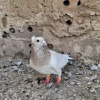 کبوتر|پرنده|نیشابور, شریعتی|دیوار