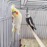 یک جفت عروس هلندی مولد