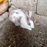 خرگوش|موش و خرگوش|زابل, |دیوار