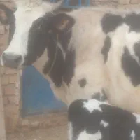 یک راس گاو با گوساله نر