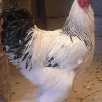 تخم مرغ نطفه دار برهما