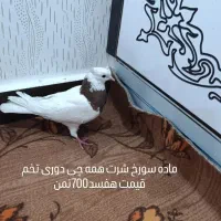 کبوتر برای فروش بازدیدسوسنگرد|پرنده|اهواز, کمپلو شمالی|دیوار
