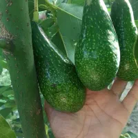 نهال دوساله آووکادو|گل و گیاه طبیعی|لیسار, |دیوار