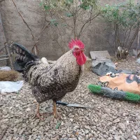 خروس بزرگ وخوشرنگ