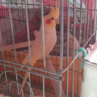 یک جفت عروس هلندی مولد