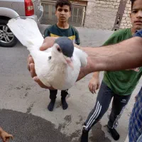 تعدادی کفتر پلاس پشت دار اصل|پرنده|قم, عمار یاسر|دیوار