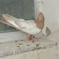 سه تا حیوون|پرنده|نیشابور, شهرک فیروزه|دیوار