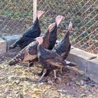 بوقلمون رسمی