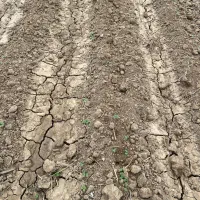 سه هکتار برای بادام زمینی