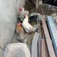 فروش مرغ وخروس