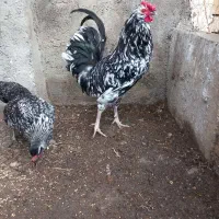 خروس گلین
