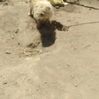 پاکوتاه  مهربان