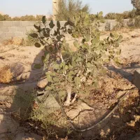 ۶۰۰۰ متر زمین نصف پسته کاری شده  ،نصف خالی