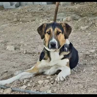 سگ عتیقه نگهبان