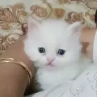 گربه برتیش|گربه|کرج, فاز ۱ مهرشهر|دیوار