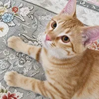 واگذاری رایگان گربه