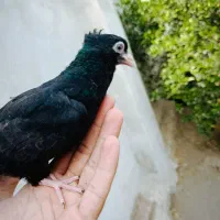 فروش زاغ|پرنده|جیرفت, |دیوار