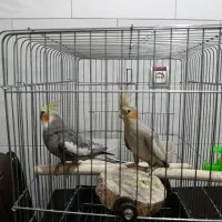 یک جفت پرنده عروس هلندی بالغ|پرنده|محمدیه-قزوین, |دیوار