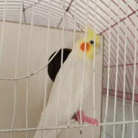 عروس هلندی|پرنده|الیگودرز, |دیوار