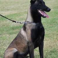 سگ مالینویز