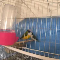 فنچ گلدین مست مست|پرنده|تهران, باغ فیض|دیوار