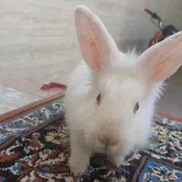 خرگوش سر حال و بازیگوش