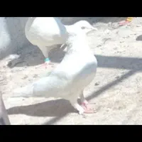کبوتر گم شده