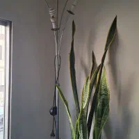 آباژور اواژور