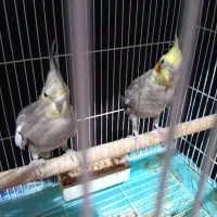 دو جفت عروس هلندی