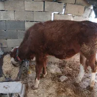 گاو و گوساله|حیوانات مزرعه|داران, |دیوار