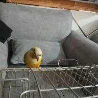 گرینچیک آناناسی|پرنده|ابهر, |دیوار