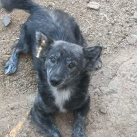 سگ اشپیتز|سگ|کرمان, |دیوار