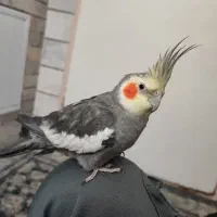 عروس هلندی نر دستی به همراه قفس